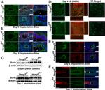 Claudin 1 Antibody in Immunohistochemistry (Paraffin) (IHC (P))