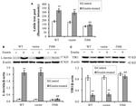 Transferrin Receptor Antibody in Western Blot (WB)