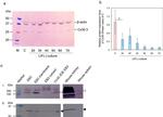 Connexin 30.3 Antibody in Western Blot (WB)