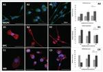 CXCR4 Antibody in Immunocytochemistry, Immunohistochemistry (ICC/IF, IHC)