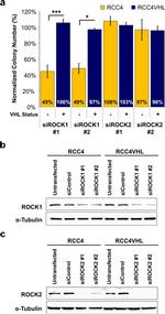 ROCK2 Antibody in Western Blot (WB)