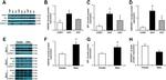 GPI Antibody in Western Blot (WB)