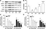 HMOX1 Antibody in Western Blot (WB)