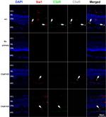 C3a Receptor Antibody in Immunohistochemistry (PFA fixed) (IHC (PFA))