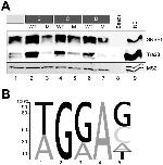 SRSF1 Antibody in Western Blot (WB)