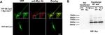 Myc Tag Antibody in Western Blot (WB)