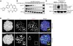 Phospho-TTK (Thr33, Ser37) Antibody in Immunoprecipitation (IP)