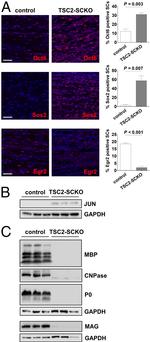 MAG Antibody in Western Blot (WB)