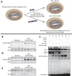 KLF3 Antibody in Western Blot (WB)