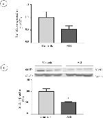 STAT1 Antibody in Western Blot (WB)