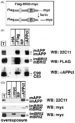 beta Amyloid Antibody in Western Blot, Immunoprecipitation (WB, IP)