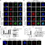 RFP Antibody in Western Blot (WB)