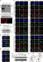 RFP Antibody in Western Blot (WB)