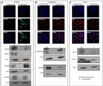 JMJD2C Antibody in Western Blot (WB)