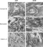 Connexin 46 Antibody in Immunohistochemistry (IHC)