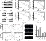 RPA14 Antibody in Western Blot (WB)