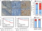 RPA14 Antibody in Immunohistochemistry (Paraffin) (IHC (P))