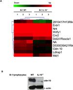 Claudin 10 Antibody in Western Blot (WB)