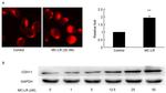 CDH11 Antibody in Western Blot (WB)