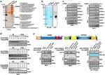 ATP Synthase gamma Antibody in Immunoprecipitation (IP)