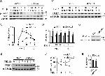 PPM1A Antibody in Western Blot (WB)