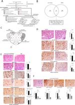 ADAM10 Antibody in Immunohistochemistry (Paraffin) (IHC (P))