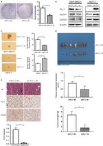 ALDH1A1 Antibody in Immunohistochemistry (IHC)