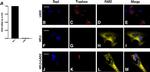 PAR2 Antibody in Immunocytochemistry (ICC/IF)