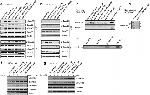 INHBB Antibody in Western Blot (WB)