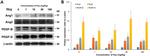 PDGF-D Antibody in Western Blot (WB)