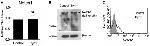 NOTCH1 Antibody in Flow Cytometry (Flow)