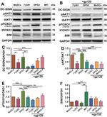 Bim Antibody in Western Blot (WB)