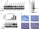 SLC7A11 Antibody in Western Blot (WB)