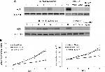 SLC7A11 Antibody in Western Blot (WB)