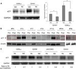 SLC7A11 Antibody in Western Blot (WB)