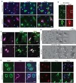 POM121 Antibody in Immunocytochemistry (ICC/IF)