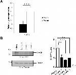 CHOP Antibody in Western Blot (WB)