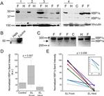 XBP1 Antibody in Western Blot (WB)