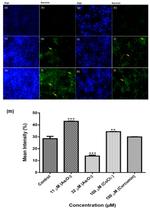 Survivin Antibody in Immunocytochemistry (ICC/IF)