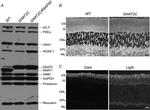 PDE6A Antibody in Western Blot (WB)