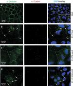 Occludin Antibody in Immunocytochemistry (ICC/IF)