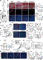 PCNA Antibody in Immunohistochemistry (IHC)