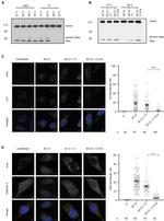 Galectin 3 Antibody in Immunocytochemistry (ICC/IF)