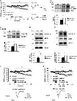 GSK3 alpha/beta Antibody in Western Blot (WB)