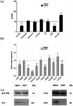 LDHB Antibody in Western Blot (WB)