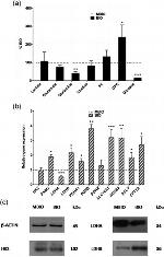 LDHB Antibody in Western Blot (WB)