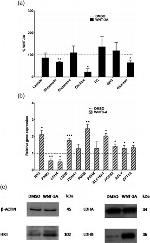 LDHB Antibody in Western Blot (WB)