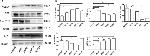 GFER Antibody in Western Blot (WB)