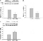 DDAH1 Antibody in Western Blot (WB)