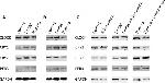 CRY2 Antibody in Western Blot (WB)